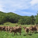 신선목장 2 네이버블로그