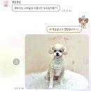 몽실몽실 애견미용 이미지