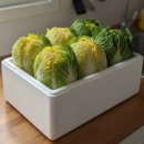 평창운수 노동조합 | 평창 고랭지 절임배추 20kg 후기, 해남보다 달고 아삭한 진짜 고랭지 배추