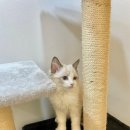 하이바이 분양소 이미지