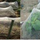 비플루피 이미지