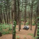 잣나무숲 이미지