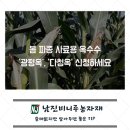 진주농자재상사 | 봄 파종 사료용 옥수수 ‘광평옥’, ‘다청옥’신청하세요