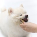 페트코코 이미지