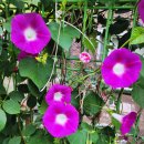 새육일약국 이미지