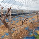 동실농장 이미지