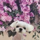 코즈몽