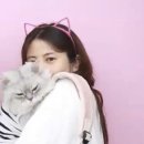 캣케밍 네이버블로그