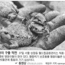 맹꽁이연구소 이미지
