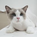 코냥코냥 이미지