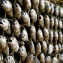 영광중기 이미지