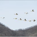고니야