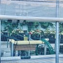 알로만농원 | [원주/체험] 원딸기 농원 딸기 따기 체험(어린이 체험, 어른도 신나는 체험)