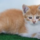 세실로 48 이미지