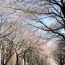 큰손낚시카페 | 벚꽃아 힘을내