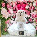 쪼꼬동물메디컬센터 이미지