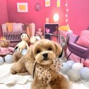 그루머제인 이미지