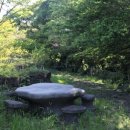 명월 팽나무군락 이미지