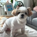 테이스팅독 | 동탄애견간식 테이스팅독 강아지얼굴 컵케이크 후기