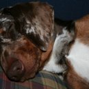 예쁜멍멍이 이미지