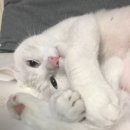 염치동물약국 | 다들 뭘 자꾸 주는 거야