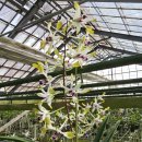 Dendrobium blue twinkle 덴드로비움 블루 투윈클 이미지