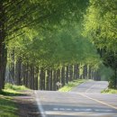 부귀 메타세쿼이아길 이미지