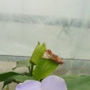 바인블루 이미지