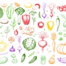 Hand Drawn Vegetables and Fruit big set 이미지