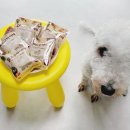 마드레펫 이미지