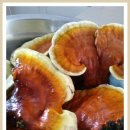자생 아카시아 불로초 버섯 이미지
