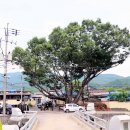 느티나무 이미지