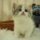 오즈메디칼 이미지