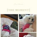 뿌리네 애견샵 이미지