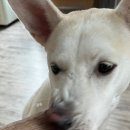 부산대형견호텔 24시 강아지유치원 목욕 대견하개 서면점 이미지