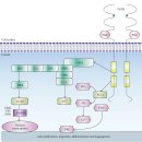 Fibroblast Growth Factors: Biology, Function, and Application for Tissue Re 이미지