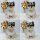 멍멍하개 | 청주복대동 스트레스없는 애견미용&amp;스파목욕 멍멍하개 후기🐾✨