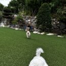 장미 펜션 이미지