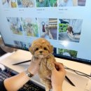 여기는 펫샵 이미지