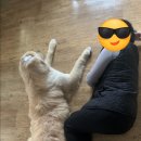 아이페티앙 이미지