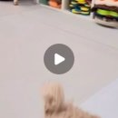 도그노리터 이미지