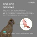 인방동물의료센터 네이버블로그