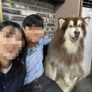 겨울이 머무는 집 | 복실복실 사모예드 가득 홍대합정 대형견 애견카페 (가격, 웨이팅)