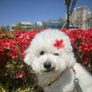 털로덮인친구들(동탄호수공원점) 이미지