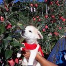 인서농장 이미지