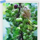 와우농장 이미지