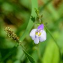 꽃마을로 이미지