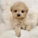 해시도그 이미지