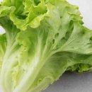 오늘메뉴는김밥 이미지