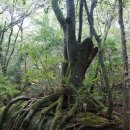 야쿠시마 ‘ 의 나무들 ... 이미지